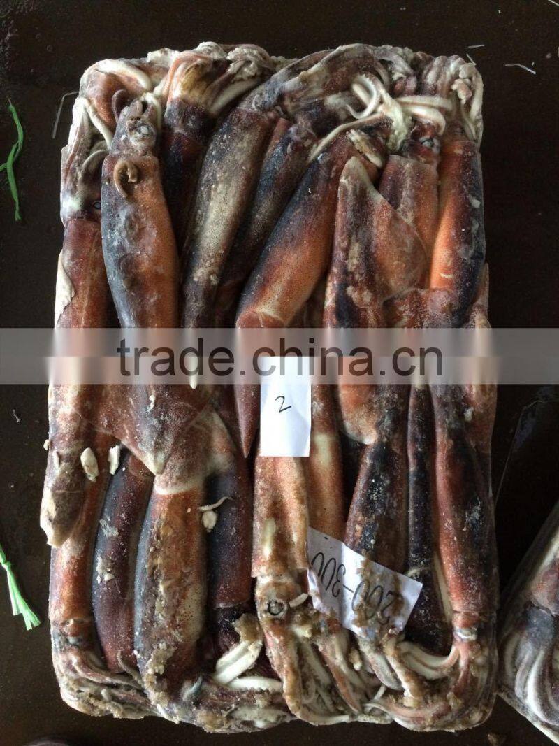 400-600G Frozen Argentina Squid