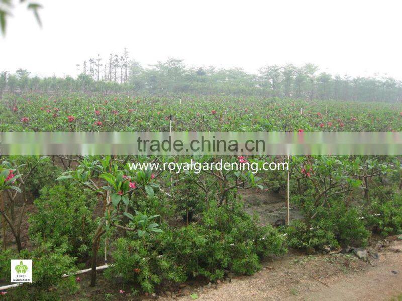 plumeria rubra(Red Frangipani)
