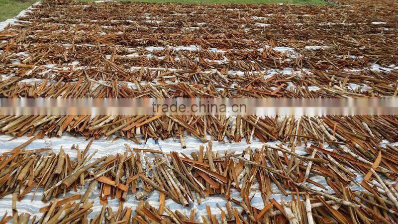 BROKEN CASSIA - CINNAMON (Skype: vuongngoc0901)