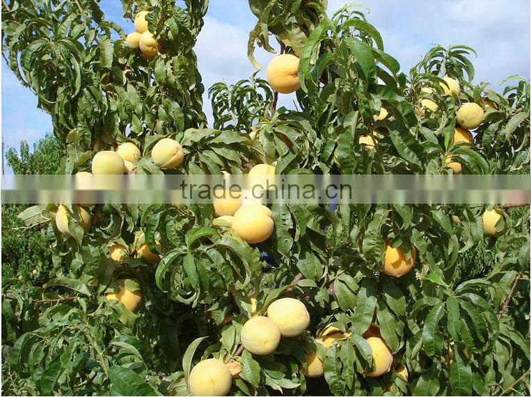Best quality bakery canned golden peach halves in syrup from South Africa