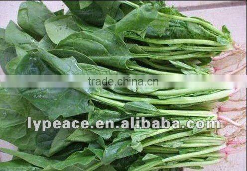 exporting dehydrated spinach powder