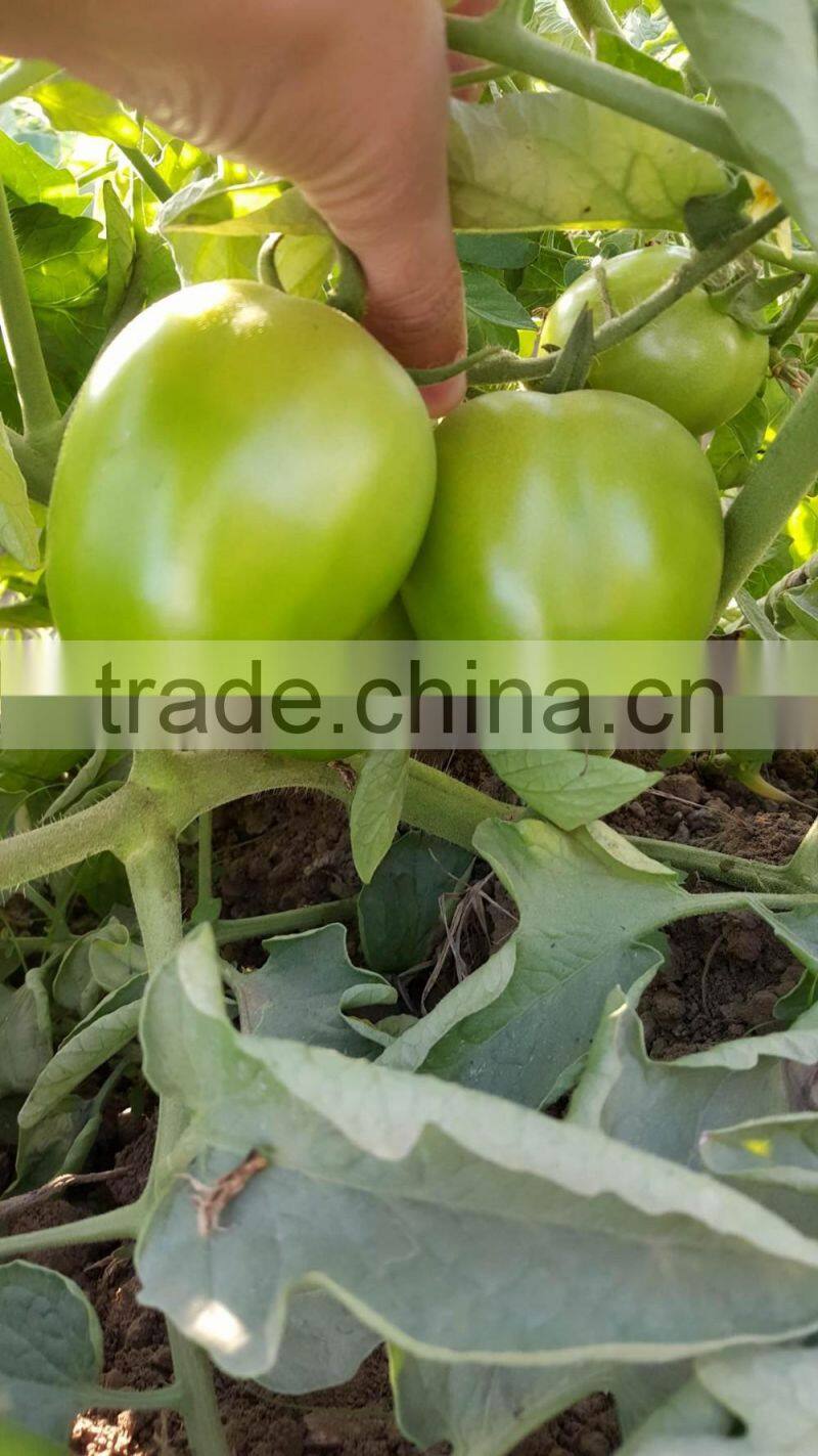 ROCKY F1 Hybrid Tomato Seeds