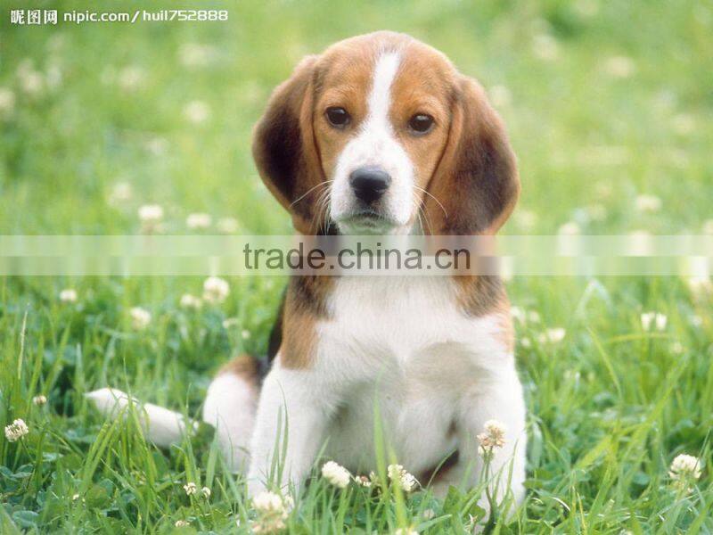 SDD0603 Timber Outdoor Dog House Wooden Dog Kennels