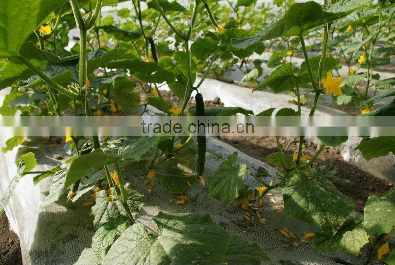 Multi span PE Cover Film PE greemhouse film for vegetable greenhouse