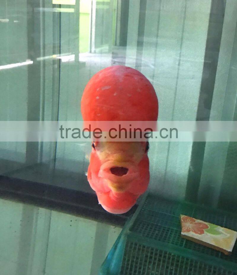 Big head flowerhorn cichlid bleeding in Thailand