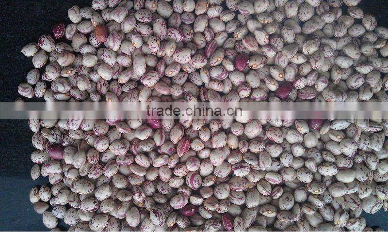 Light Speckled Kidney Beans, Xinjiang origin