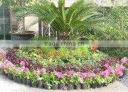 Plastic nursery pots