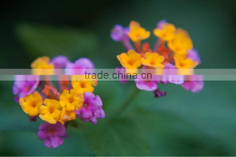 Massa 77mm Close Up Filter +1 Camera Lens Filter