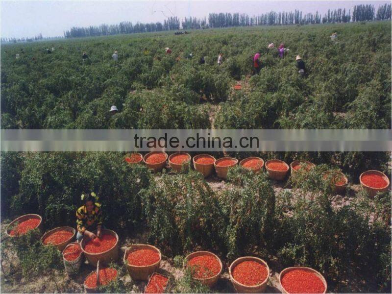 Chinese Ningxia goji berry