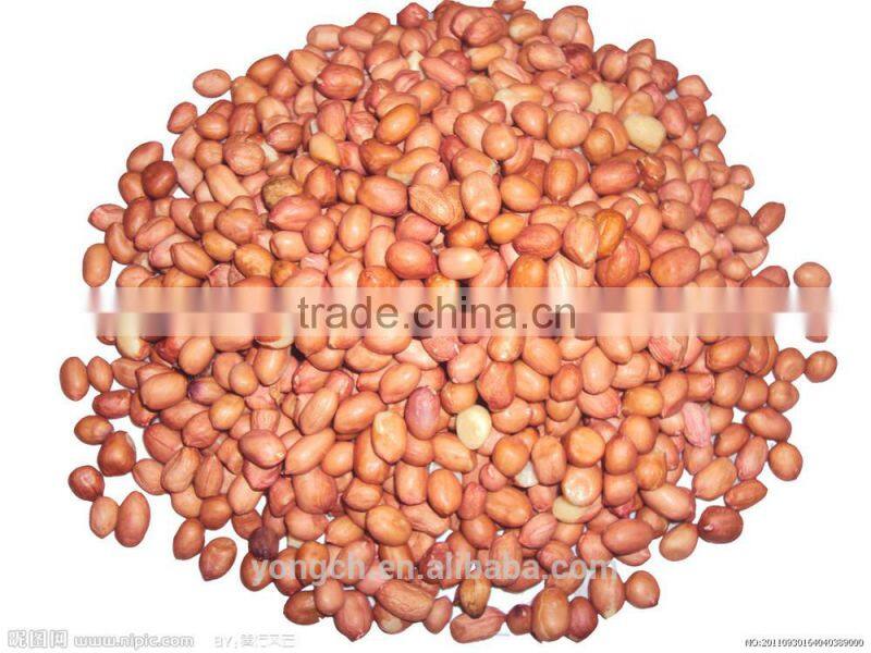 peanut bagger with sewing machine and conveyor