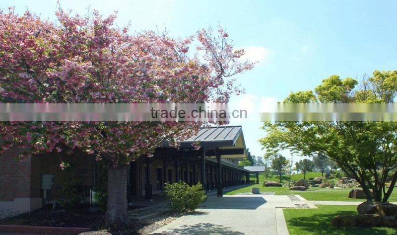 55 Cabernet Sauvignon- Napa Valley Red Wine 2012