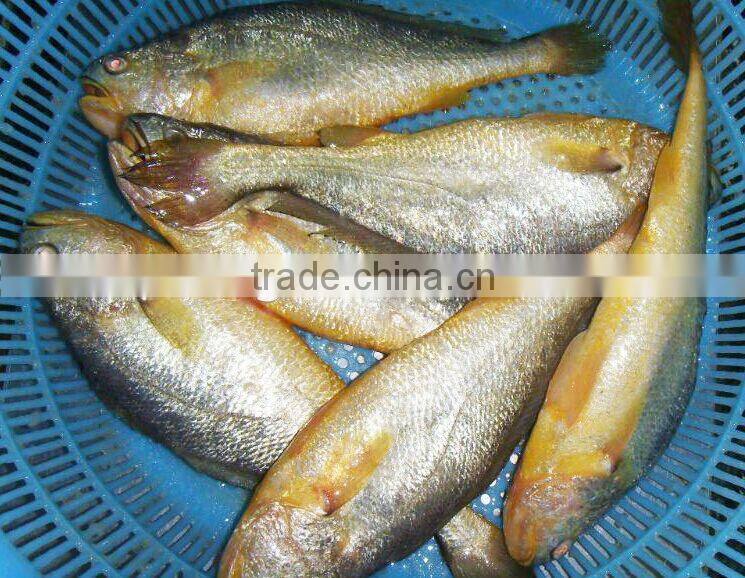 Frozen Yellow Croaker Export to USA