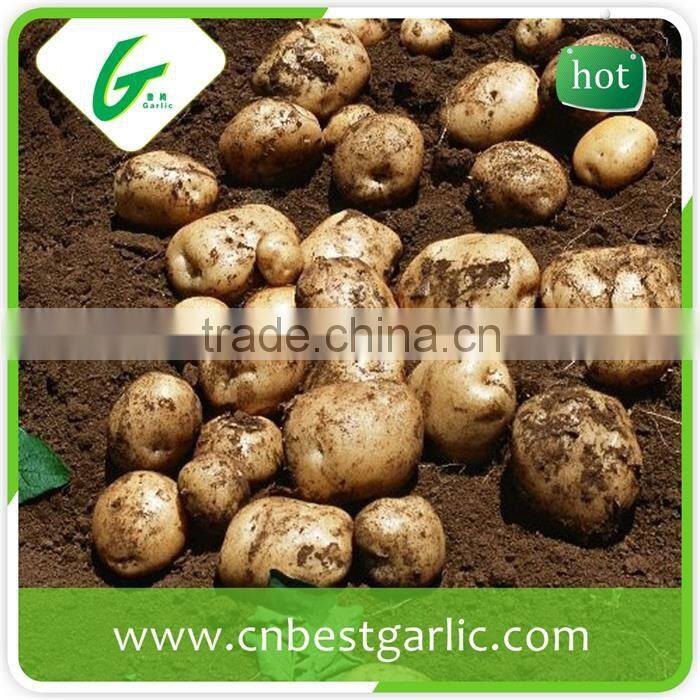 Dried sweet fresh potato