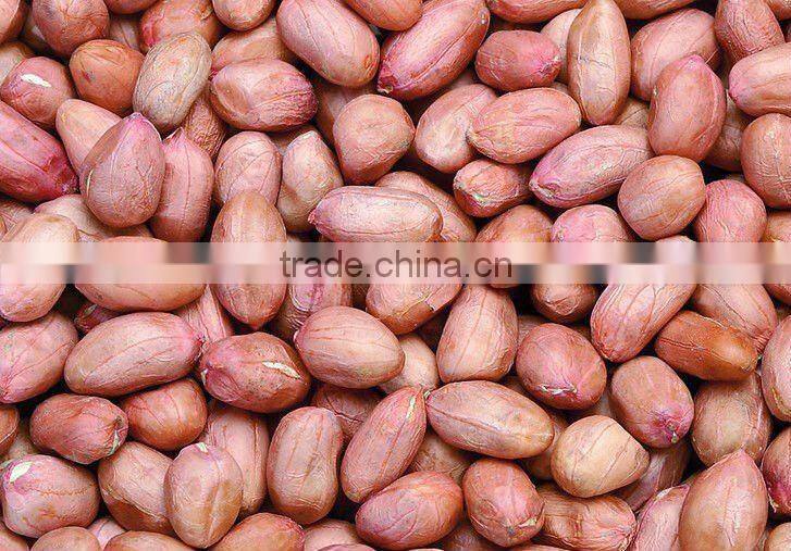 Chinese red peanut kernels long shape in bulk (38/42)