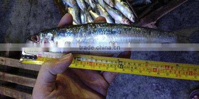Whole Round Frozen Sardine Fish ( SARDINA MELANOSTICTUS )