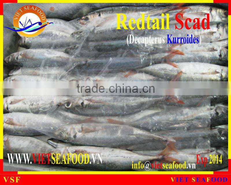WHOLE FROZEN REDTAIL SCAD