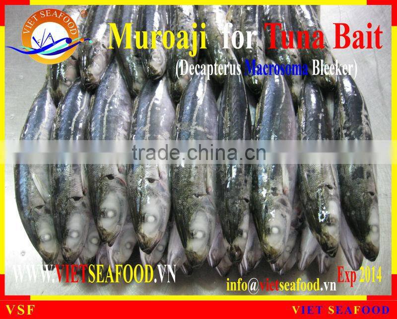 FROZEN MUROAJI FOR TUNA BAIT