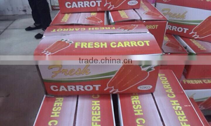 Common Cultivation Type and Fresh Style fresh carrot