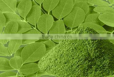 High Quality Moringa Powder Bulk Producers