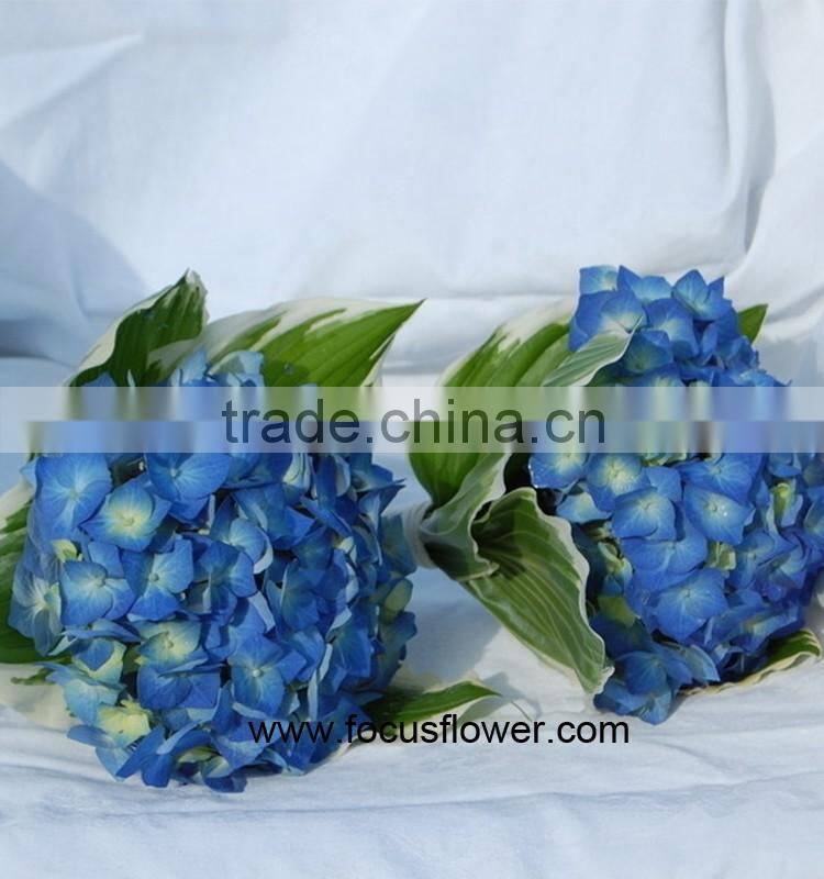 Beauty High Quality Hydrangea Fresh Flower Global Distribution
