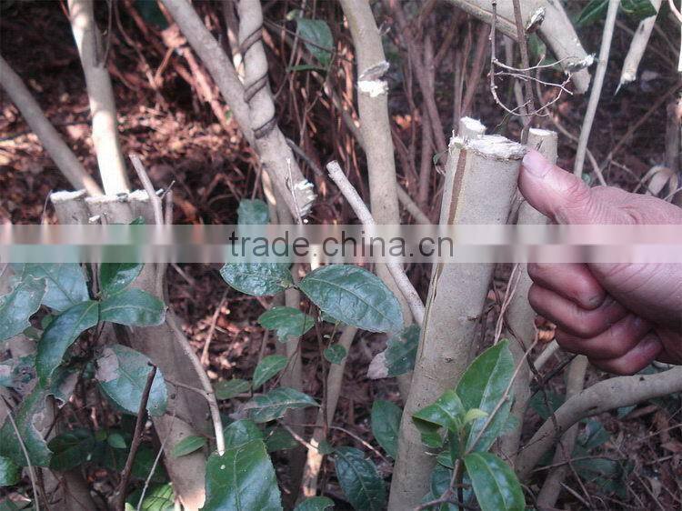 OEM hot selling GX25 single blade hedge trimmer attachment