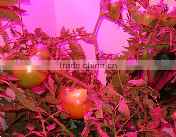 COB LED Grow Light, full specture 1200 watt led grow lights 200X6W Epistar Leds for Hydroponics/Plants Growing&Flowering