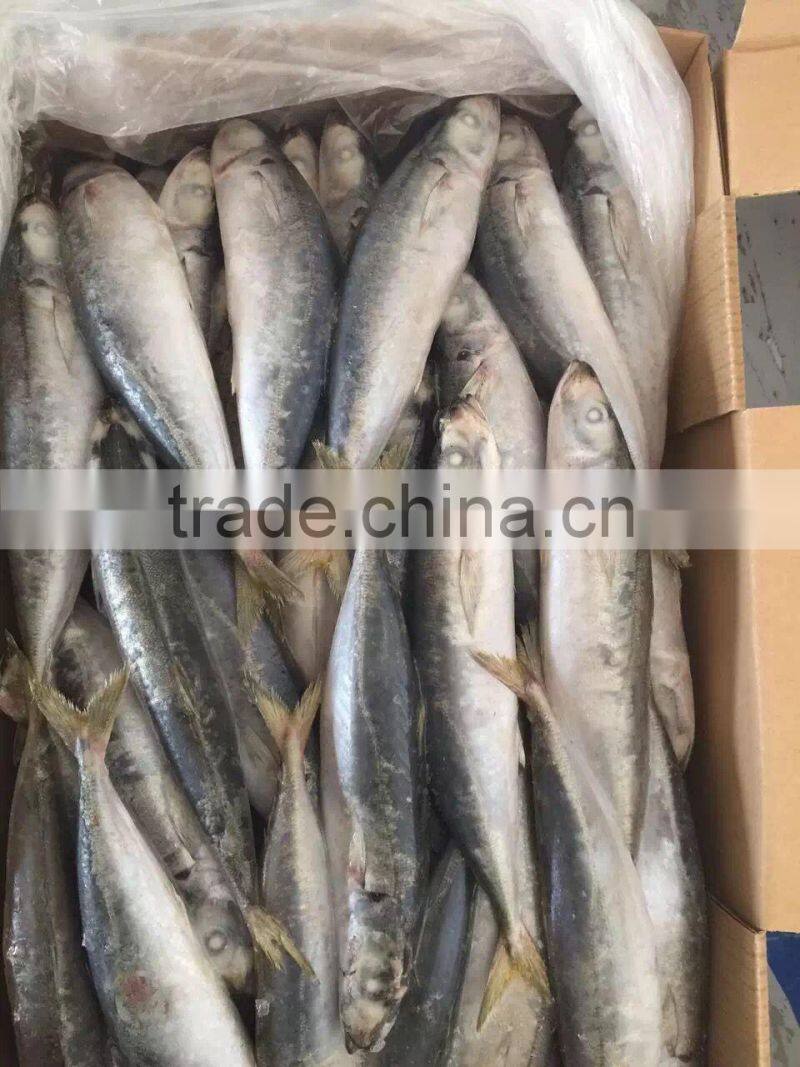 Seafood supplied Whole Japanese scad Decapterus maruadsi