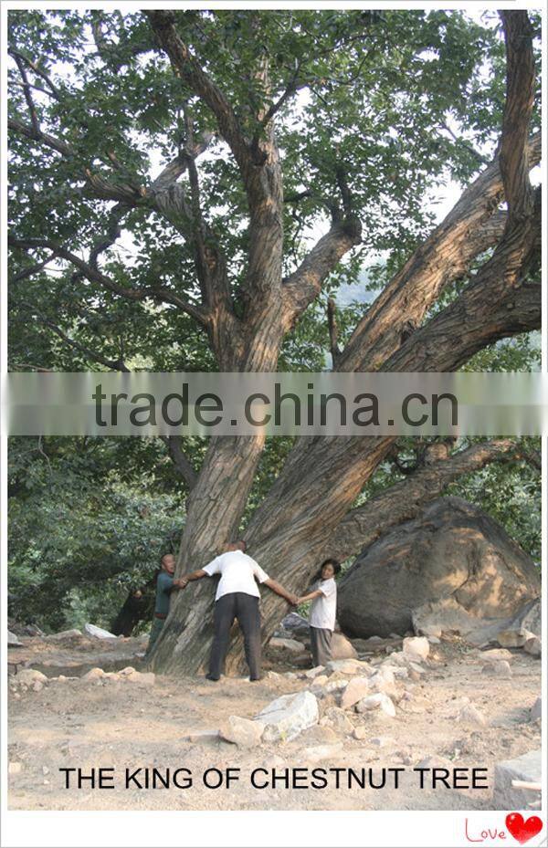 2015 New A-Grade Natural Sweet Frozen Chestnut Kernel with Top Quality