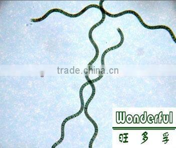 Organic Spirulina Power/Phycocyanin Powder(protein 60%)