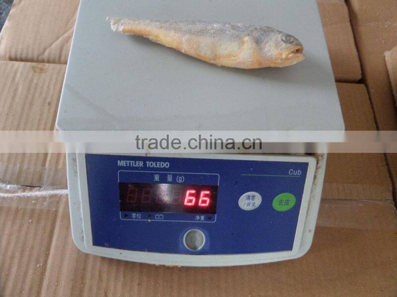 frozen fish seafood little yellow croaker