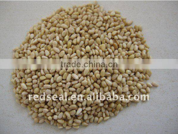 New crop Chinese pine nut kernels