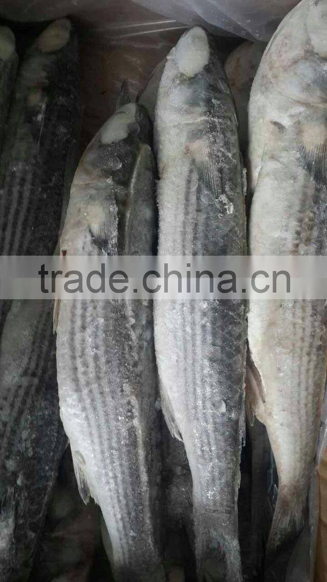 Best Quality Frozen Fish Grey Mullet W/R