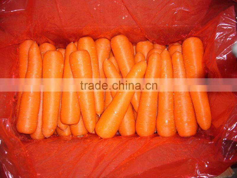 fresh Carrot shandong crop 150g up in 10kg carton
