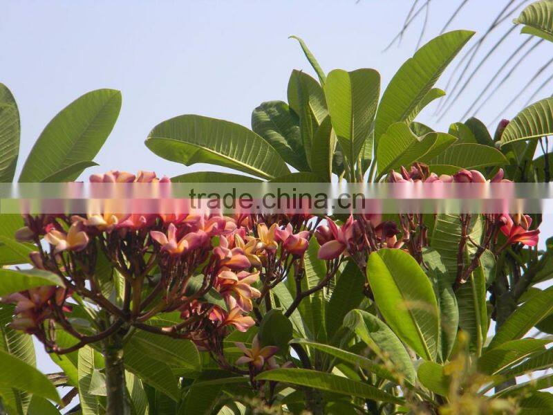 plumeria rubra