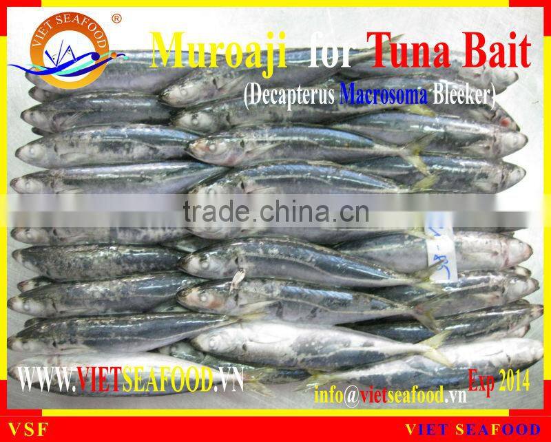 MUROAJI FOR TUNA BAIT