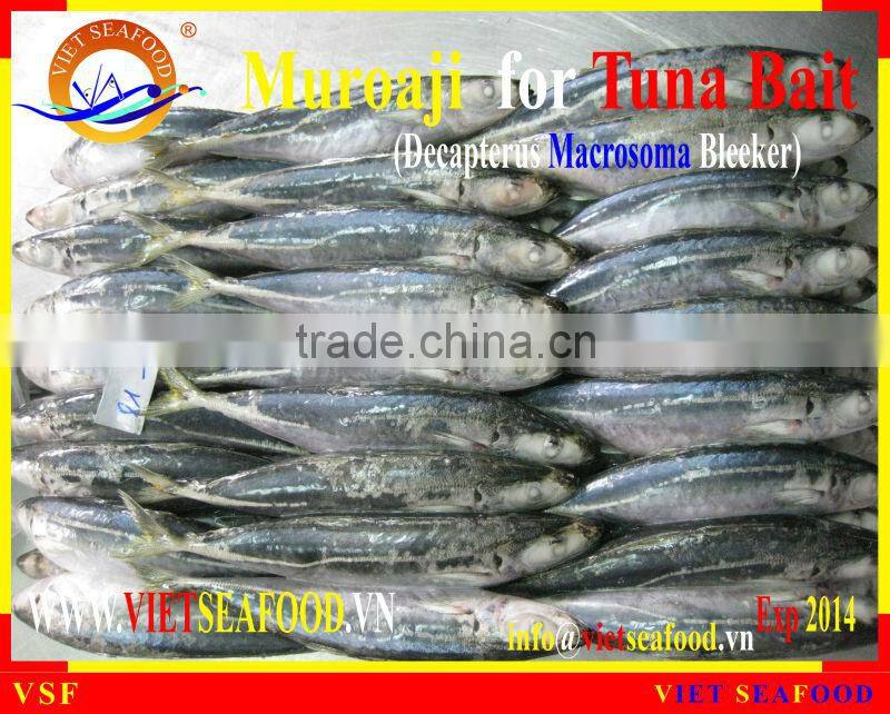 FROZEN MUROAJI FOR TUNA BAIT