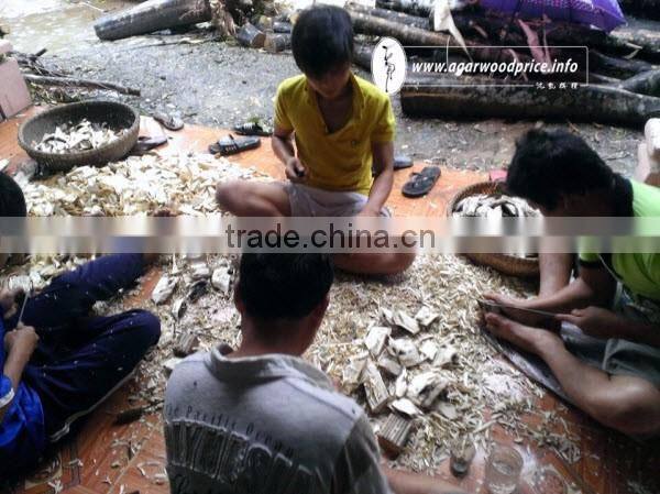 Vietnam Agarwood Chips/ Eaglewood or Oud Chips - Stable Supply With Large & Regular Quantity