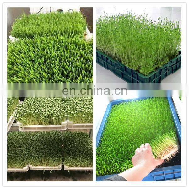 Wheat Grass Fodder Barley breeding machine