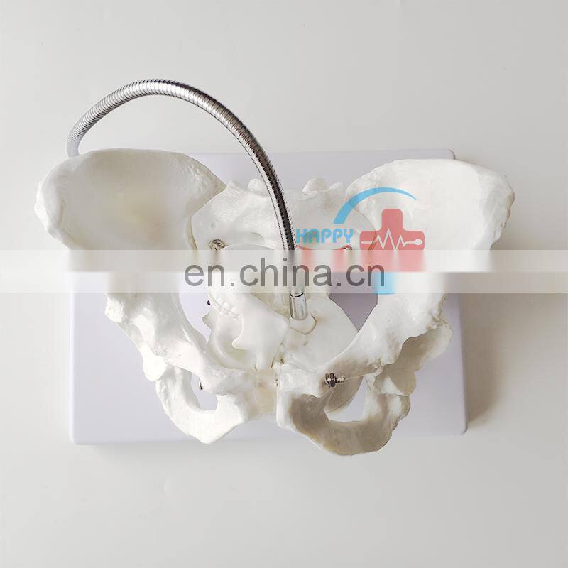 HC-S229 Female midwifery pelvis demonstration skeleton model