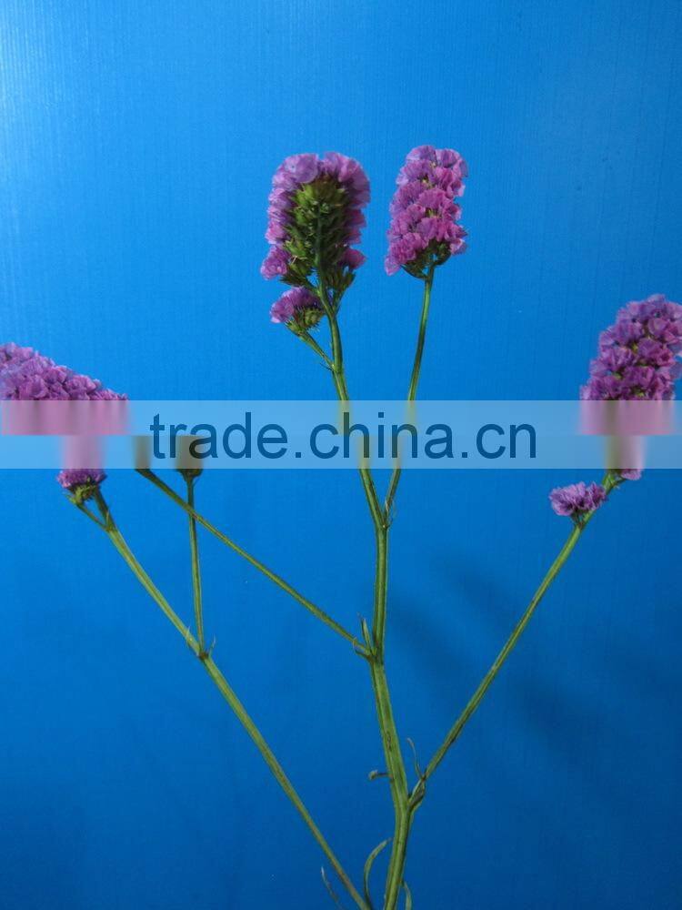 Most popular hot selling new arrival myosotis florals