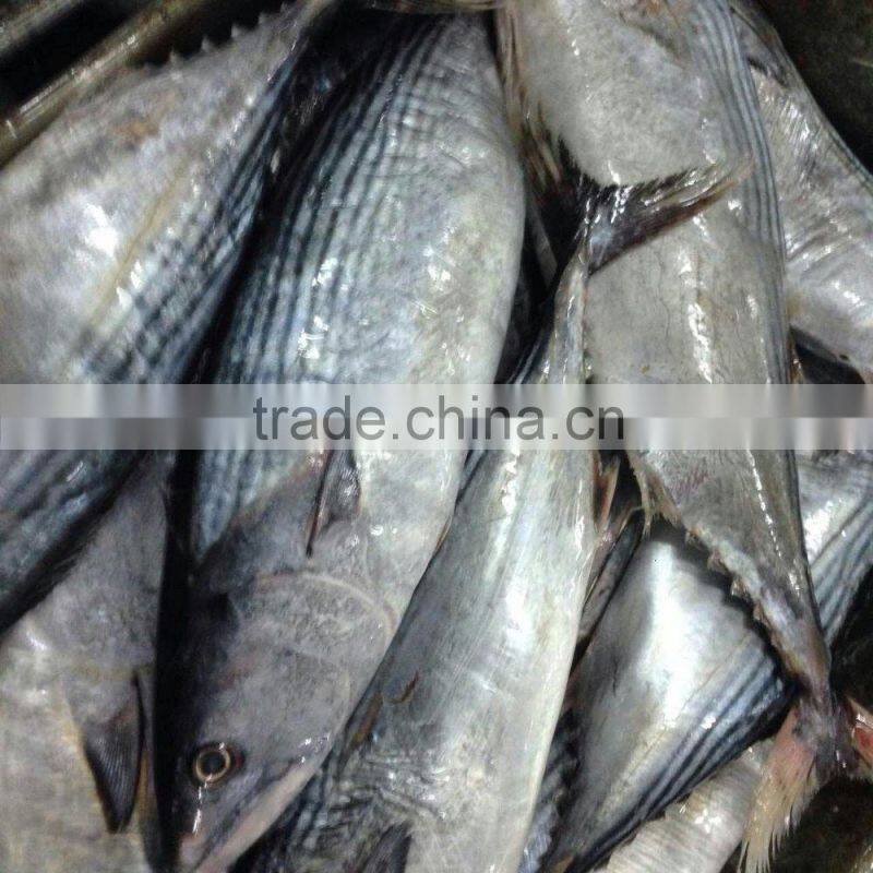 Frozen bonito fish