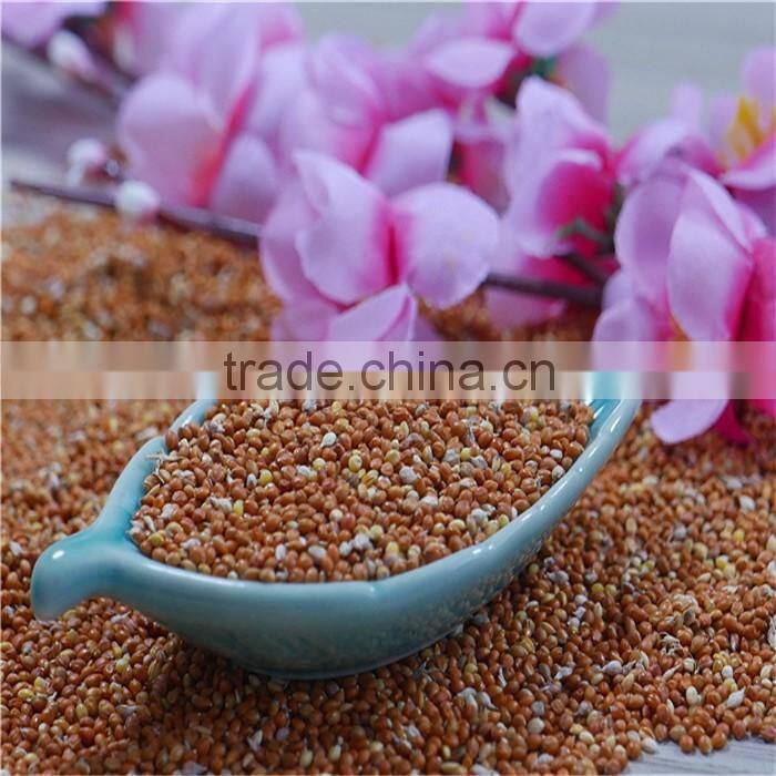 Red Millet In Husk With Good Price