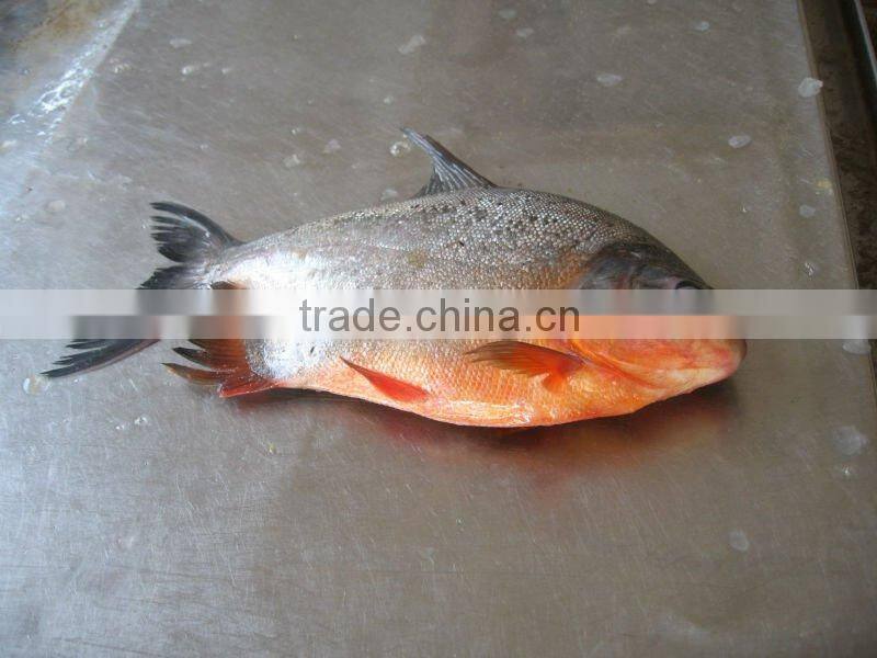 High quality frozen black pomfret 500-1000g IQF