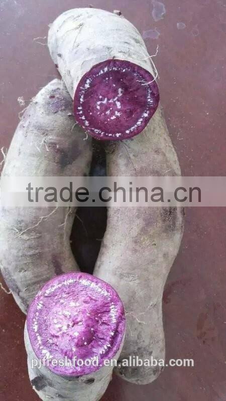Fresh Sweet Potato Yellow Potato