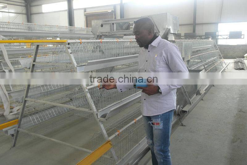 20000 Layer Farm Equipment large scale automatic project