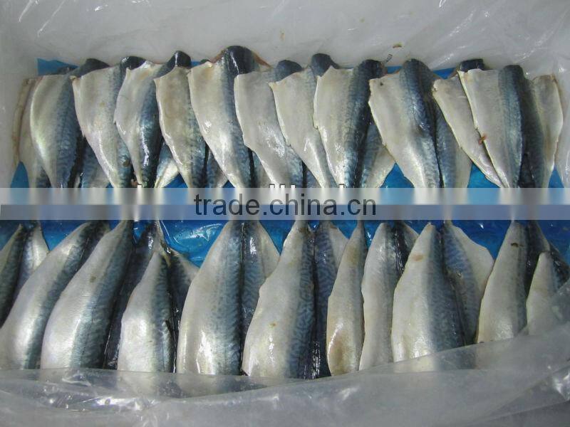 frozen Mackerel fillet