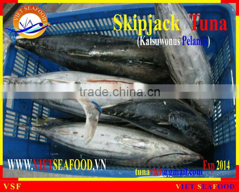 FROZEN WHOLE ROUND SKIPJACK TUNA