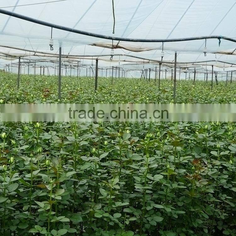 Good quality new arrival fresh cut flower hydrangea bouquet