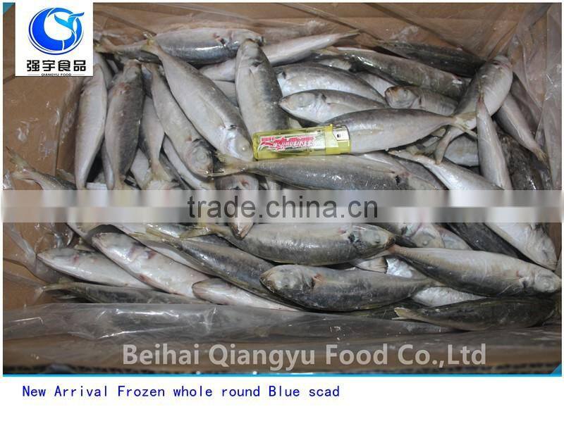 New Arrival Frozen whole round/Healess tailless gutting Blue scad Seafood