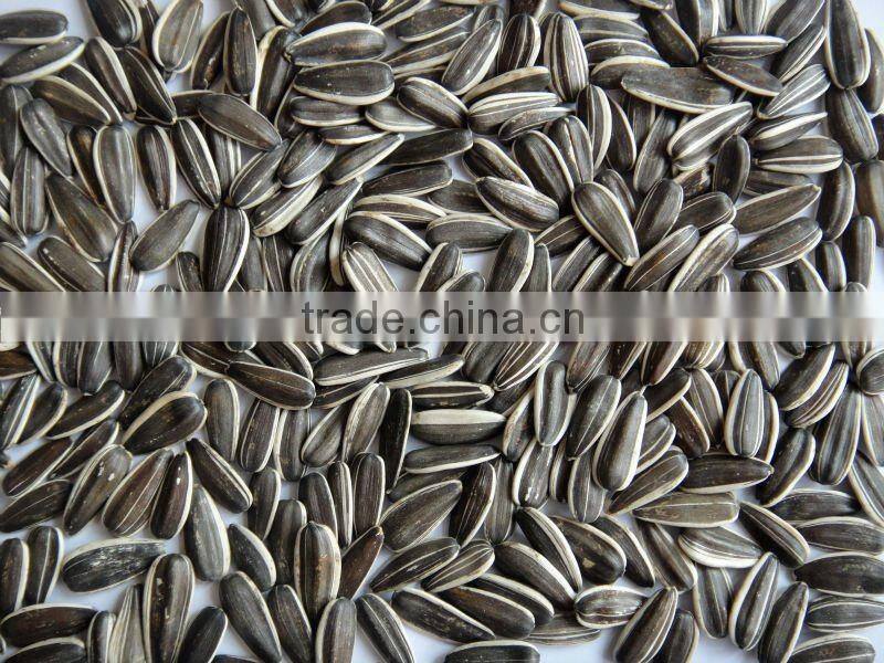 new crop black chinese sunflower seeds 5009 363
